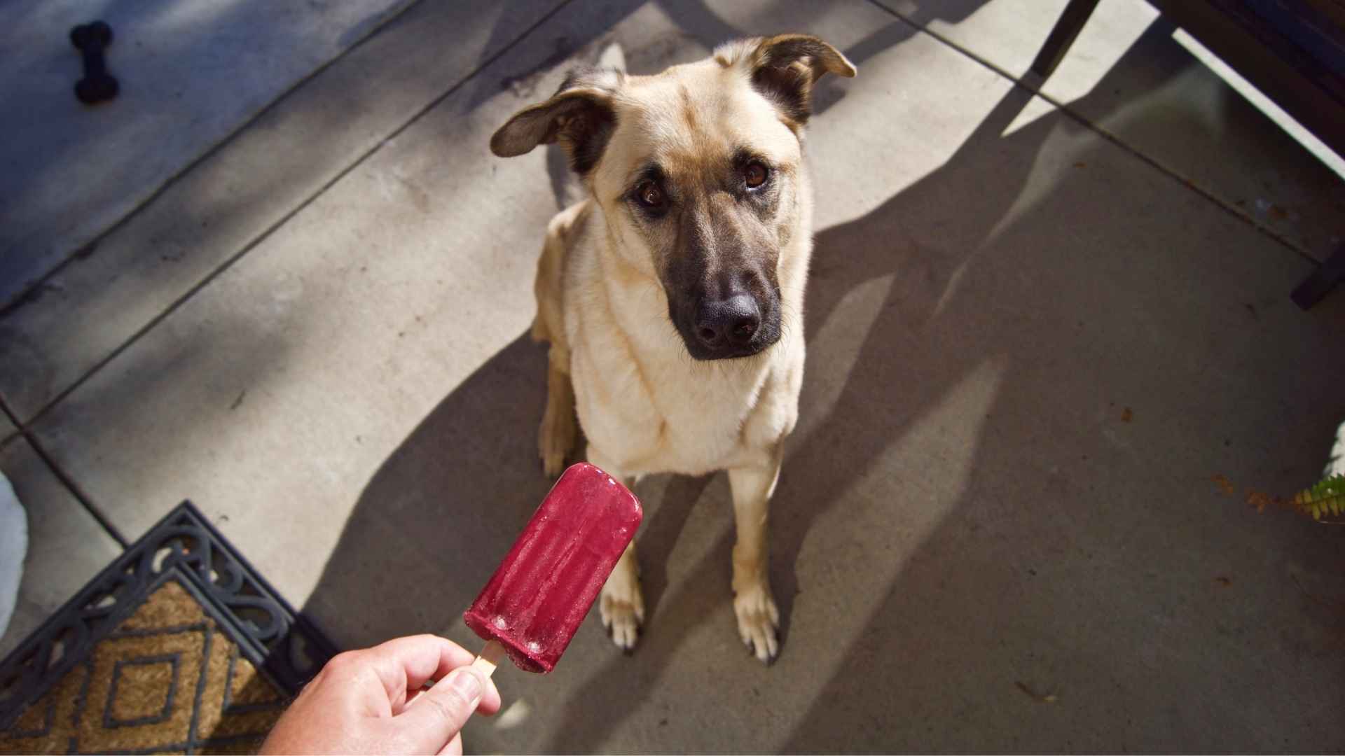 helados para perros